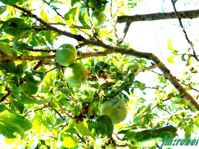 la Prune et le Melon