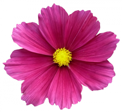 Tubes Fleurs - Divers