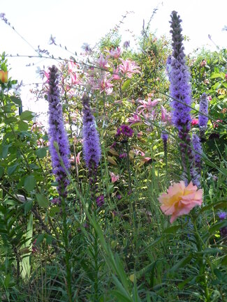 Liatris spicata, plumets violets ou Plume du Kansas