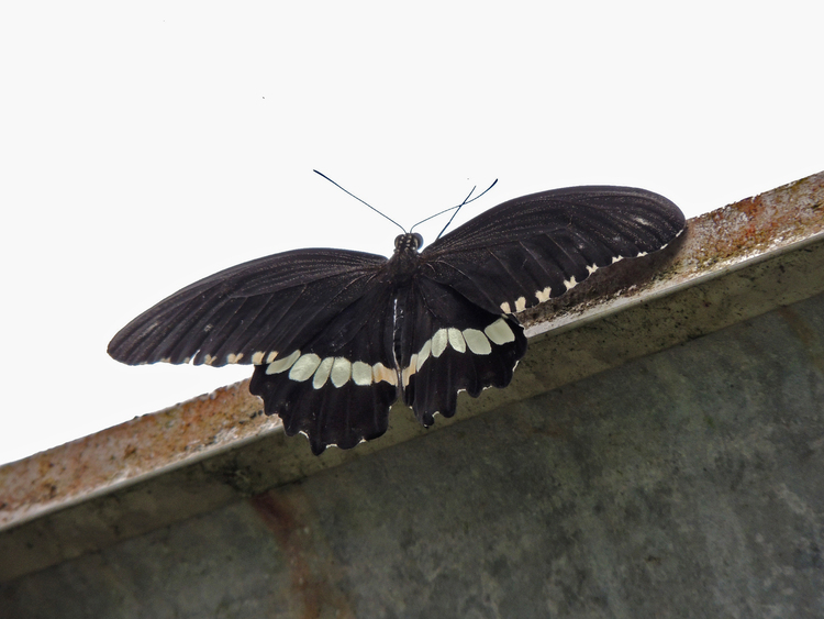 Papillons exotiques.Images gratuites.Par Jipé