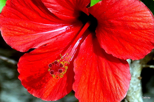 Mon hibiscus rouge : encore avec des fleurs