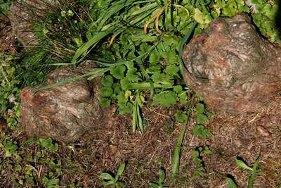 Pèlerinage de Saint-Warren de Denilquin