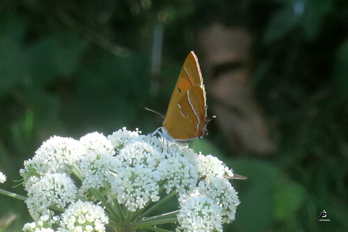 Thécle du bouleau (Thecla betulae) 