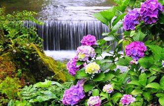                                           **    LE MOIS des HORTENSIAS en BRETAGNE    **