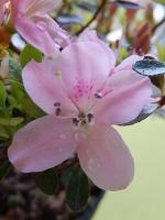 Identification par les fleurs !