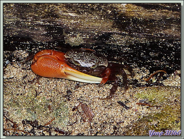 Blog de images-du-pays-des-ours : Images du Pays des Ours (et d'ailleurs ...), Crabe violoniste mâle (Uca pugilator) - Isla Bastimentos - Bocas Del Toro - Panama