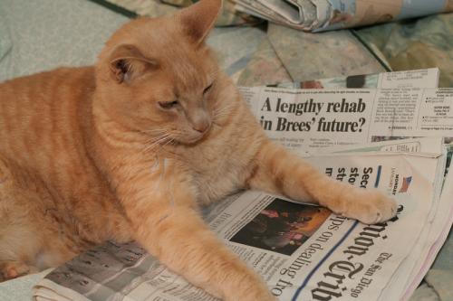 06 - Le chat et le journal
