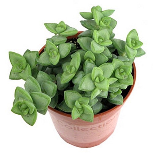 Crassula rupestris