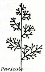 Inflorescences