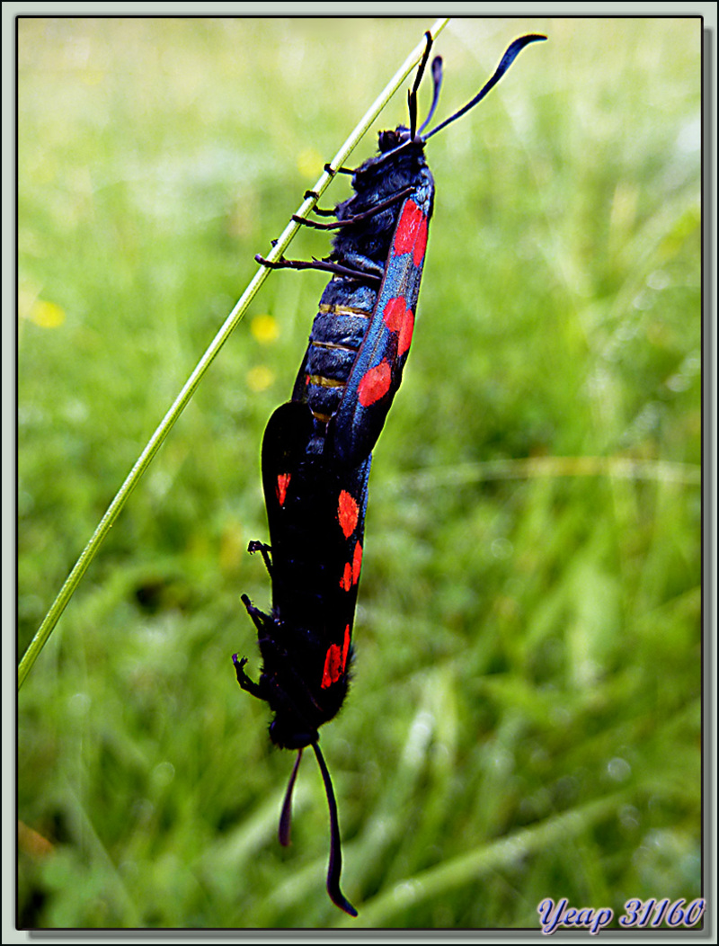 Copulation de haut vol femelle en haut: Zygène du trèfle (Zygaena trifolii) - Lartigau - Milhas - 31  (Faune)