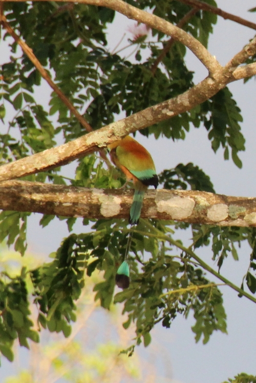 OIseaux du Costa Rica : le motmot et le tangara évêque