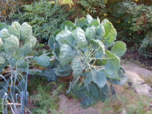 un tour au Jardin