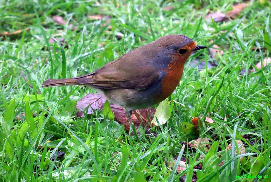 les oiseaux de mon jardin