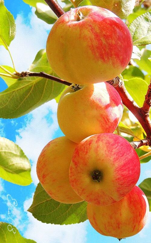 Belles pommes