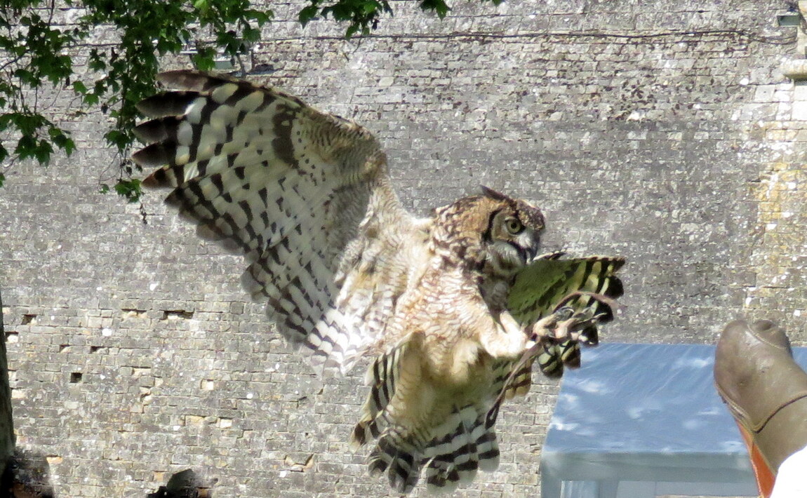 mes rapaces en vol à Blaye