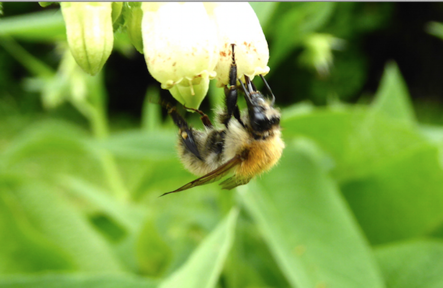 Notre jardin à contre temps début mai!