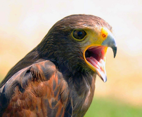 Le cycle du rapace