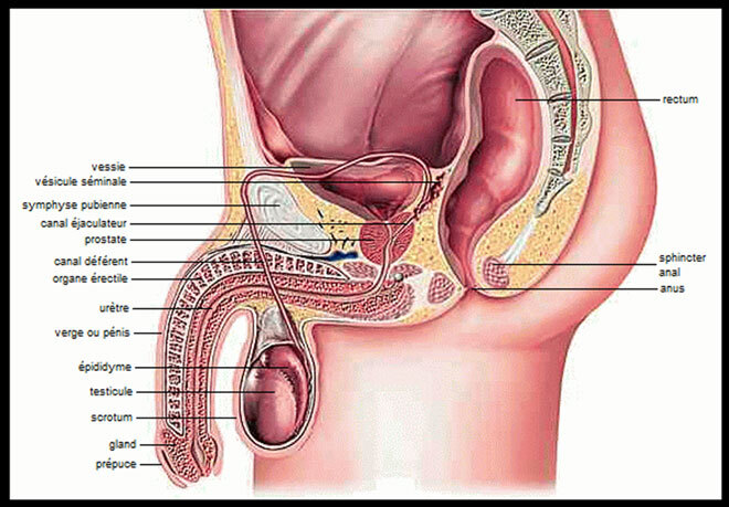 Appareil génital masculin