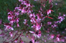 Des nouvelles de mon gaura