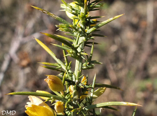 Ulex parviflorus  -  ajonc de Provence