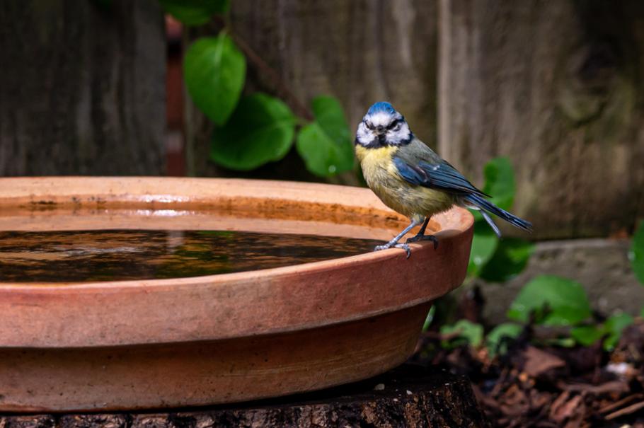 Une baignoire et un abreuvoir pour oiseaux | Gamm vert