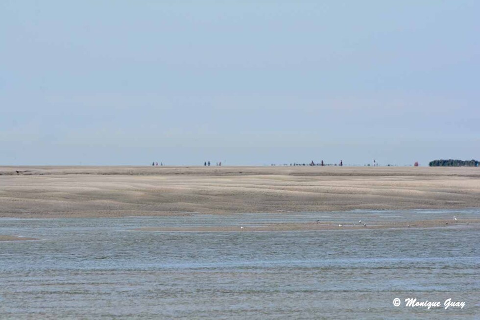 Regards sur la Baie d'Authie