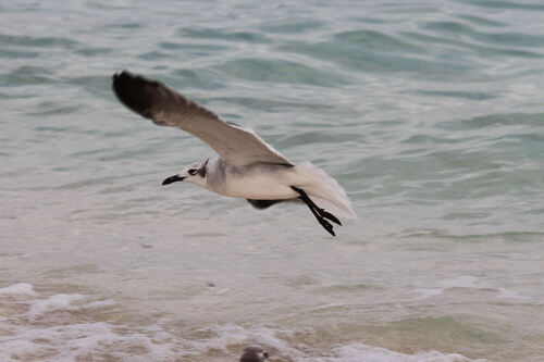 Mouette Atricille (Laughing Gull)