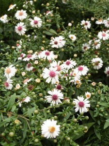 aster lateriflorus horizontalis