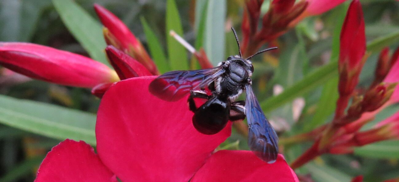 Un petit tour au jardin ce matin