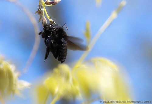 Reproduction de l'abeille charpentière - saint jean de chevelu - Savoie