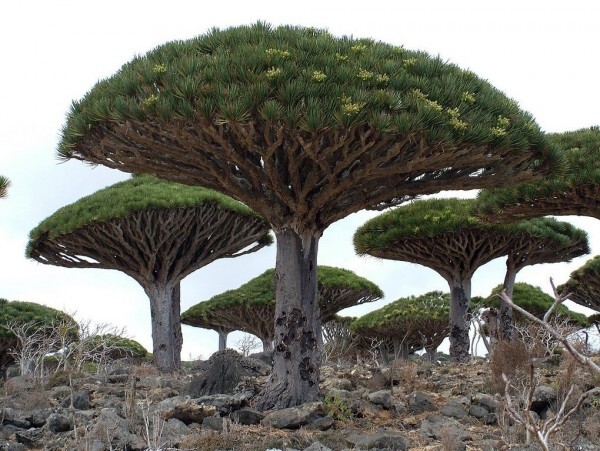 Les arbres les plus beaux du Monde - L'arbre Sang Dragon - Ile de Socotra - Yemen