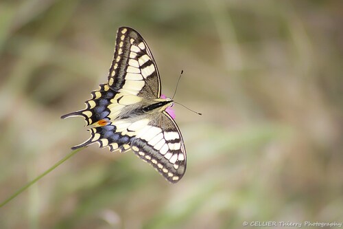 Le Machaon ou Grand porte-queue (Papilio machaon) - Saint jean de chevelu - Savoie - Septembre 2018