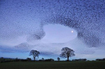 murmuration-of-starlings-6.jpg