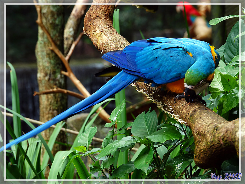 Ara bleu et or, Blue-and-yellow Macaw (Ara ararauna) - Parque das Aves - Foz do Iguaçu - Brésil