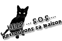 trouvé chatte blanche tachée grise Montpellier