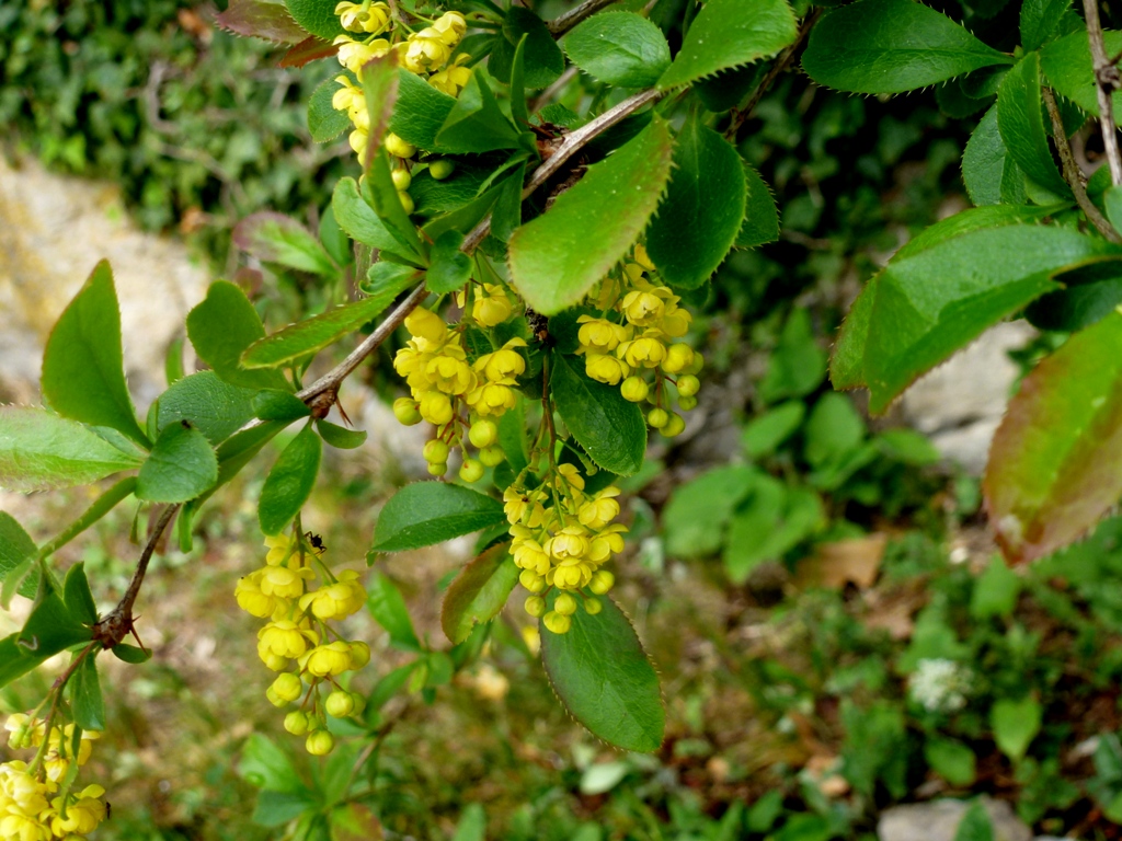 SAMOËNS et son jardin botanique : la Jaÿsinia.