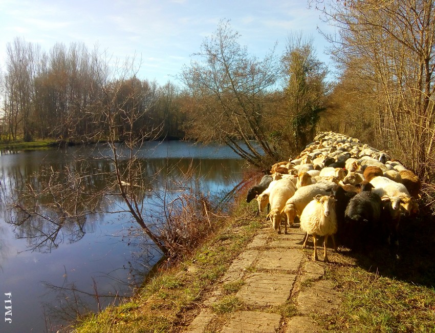 des moutons autour du Lac de Barsac