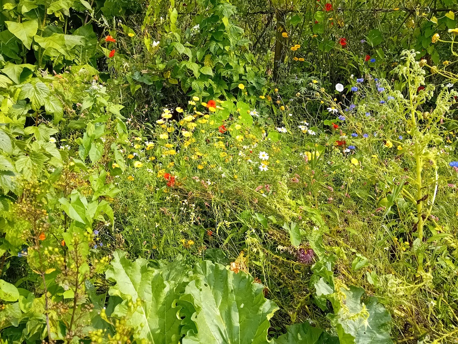  le relec et son potager 