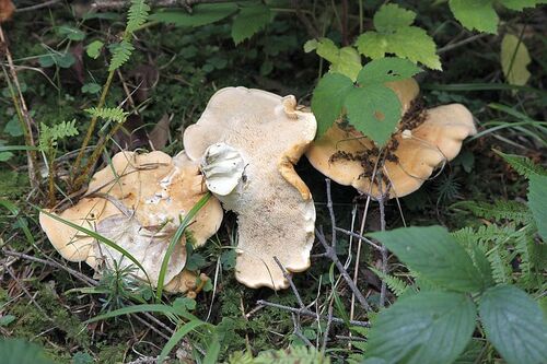 Hydnum repandum - le pied de mouton (excellent comestible)