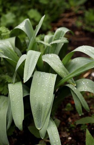 Quiz - Reconnaîtrez-vous ces plantes ou semis spontanés en ce tout début de printemps ?