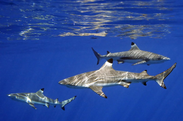 Requins à pointes noires