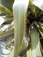 phormium chocolat (phormium 'alison blackman' - a confirmer pour le nom)