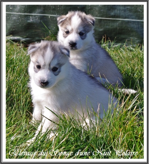 Elevage Husky Chiots