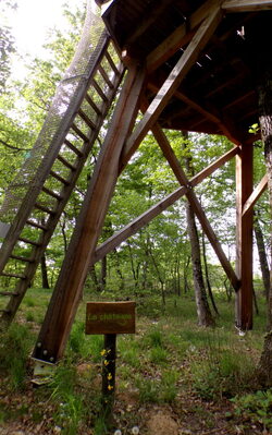 La cabane dans les arbres, à suivre ... 