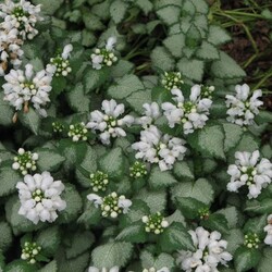 Lamium maculatum White Nancy