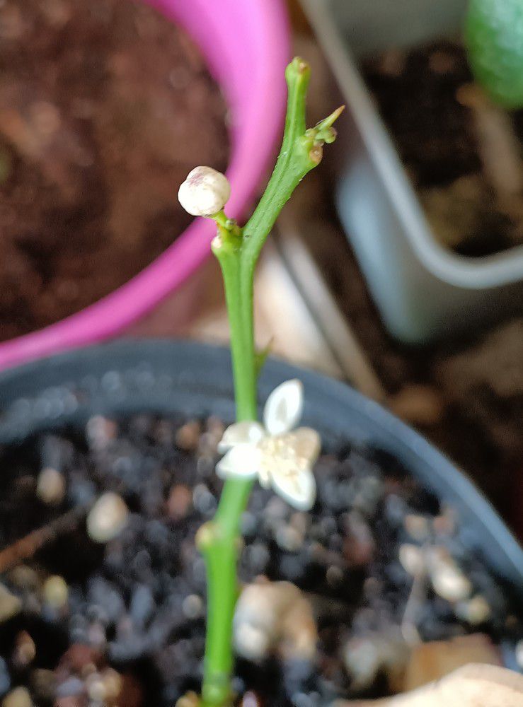 Des fleurs sur mes boutures de citronniers...