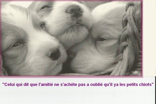 J'aime les chiens.