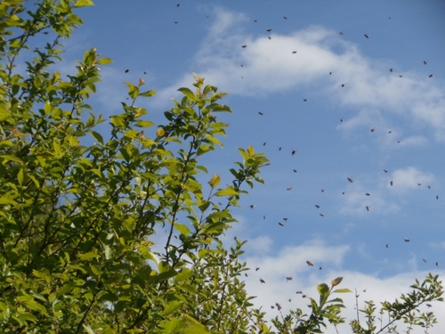 buisson vert, ciel bleu où se détachent de nombreuses abeilles en vol, la photo n'est pas très précisee
