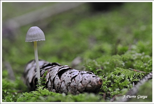 Encore de très beaux champignons, photographiés par Jean-Pierre Gurga...