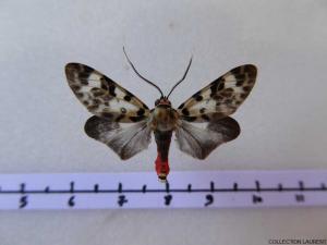 Heliura